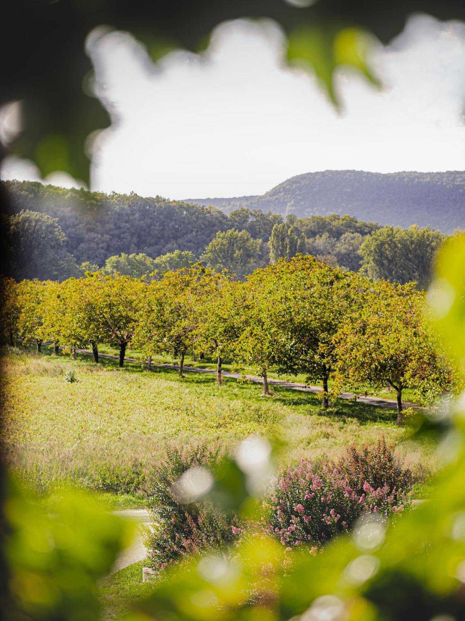 Chateau La Gineste - Castle And Vineyard Duravel 外观 照片