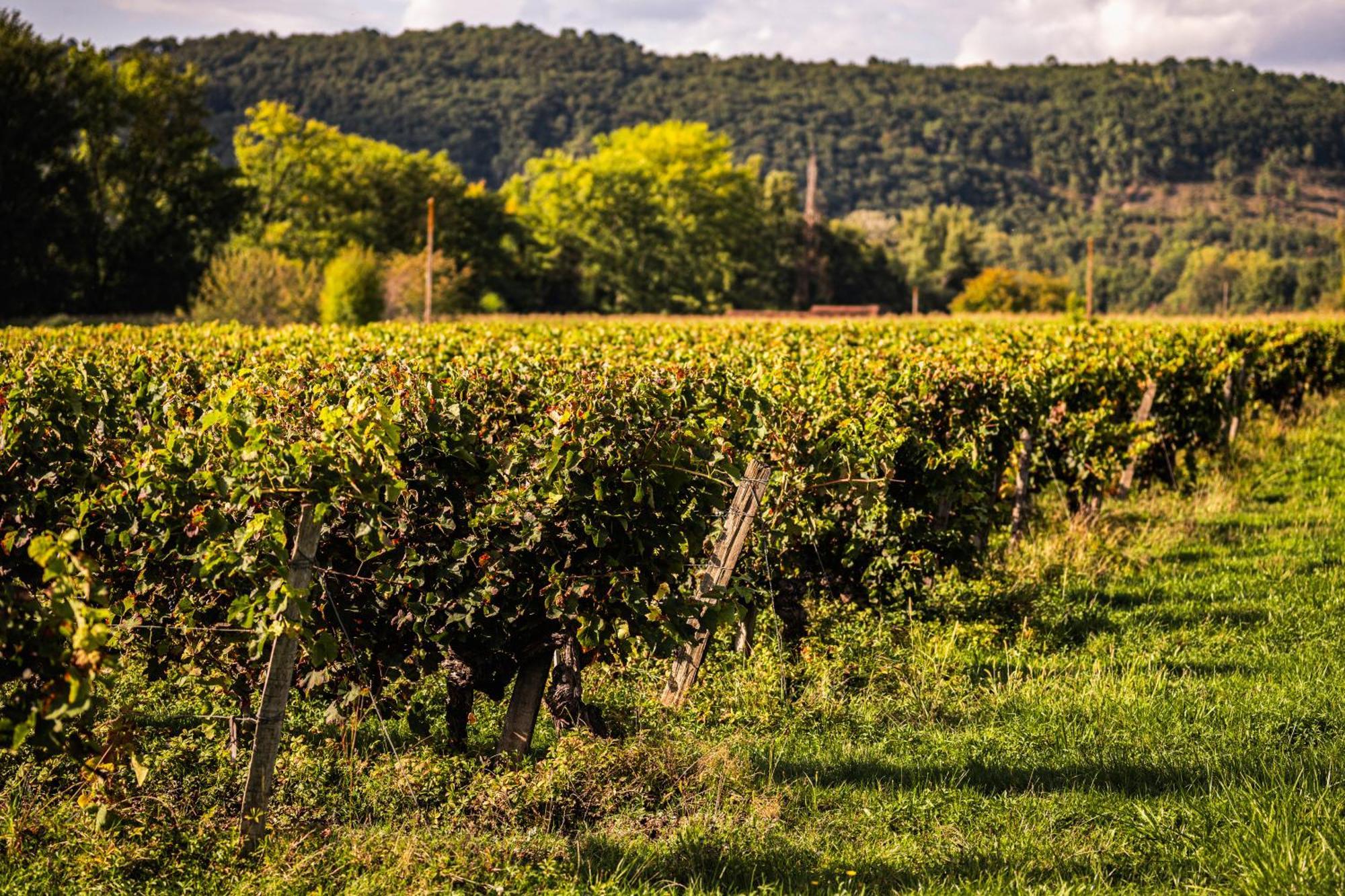 Chateau La Gineste - Castle And Vineyard Duravel 外观 照片